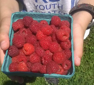Indian Orhcards Pick your own raspberries