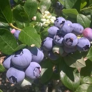 Pick your own ripe blueberries at Indian Orchards Media PA