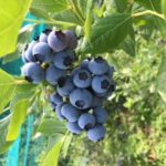 Indian Orchards Farm Pick Your Own Blueberries
