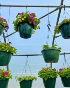 hanging baskets plant sale
