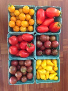 Pick your own tomatoes - small cherry, grape and pear tomatoes, red, purple orange and yellow tomatoes in green pint boxes